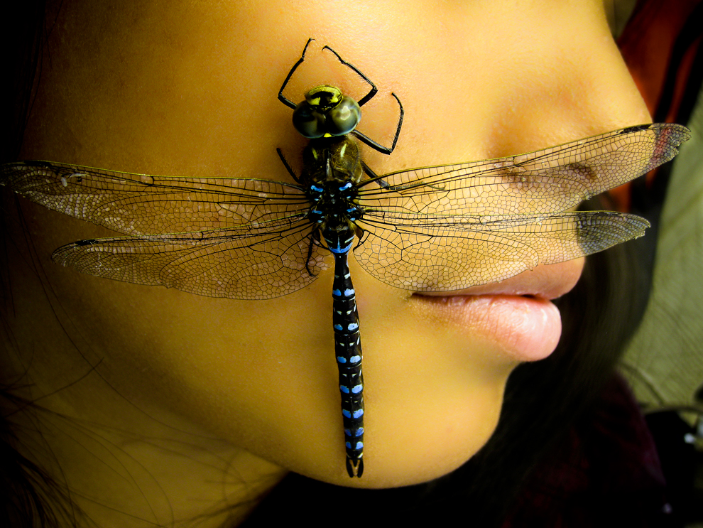 Dragon Fly