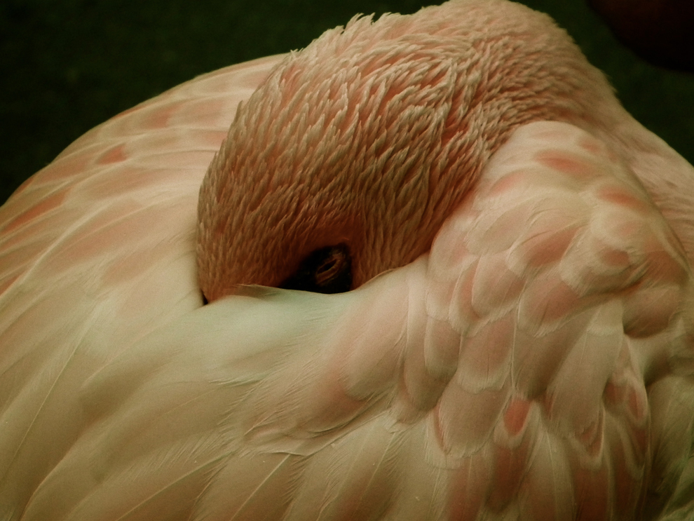 flamingo